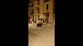 تجول الدببة في قرية إيطالية