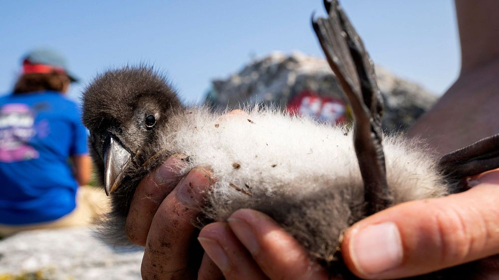 Maine character energy: Watch the pufflings helping their species stage a comeback in the Atlantic thumbnail