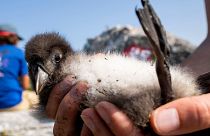 A biologist holds a healthy Atlantic puffin chick on Eastern Egg Rock, Maine, August 2023.