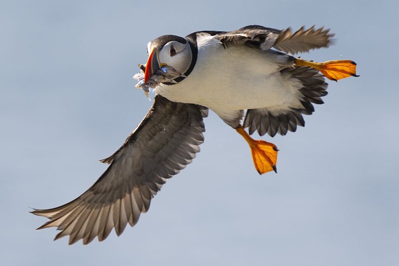 The 4 Best Ways to See Puffins in Maine - Birds and Blooms