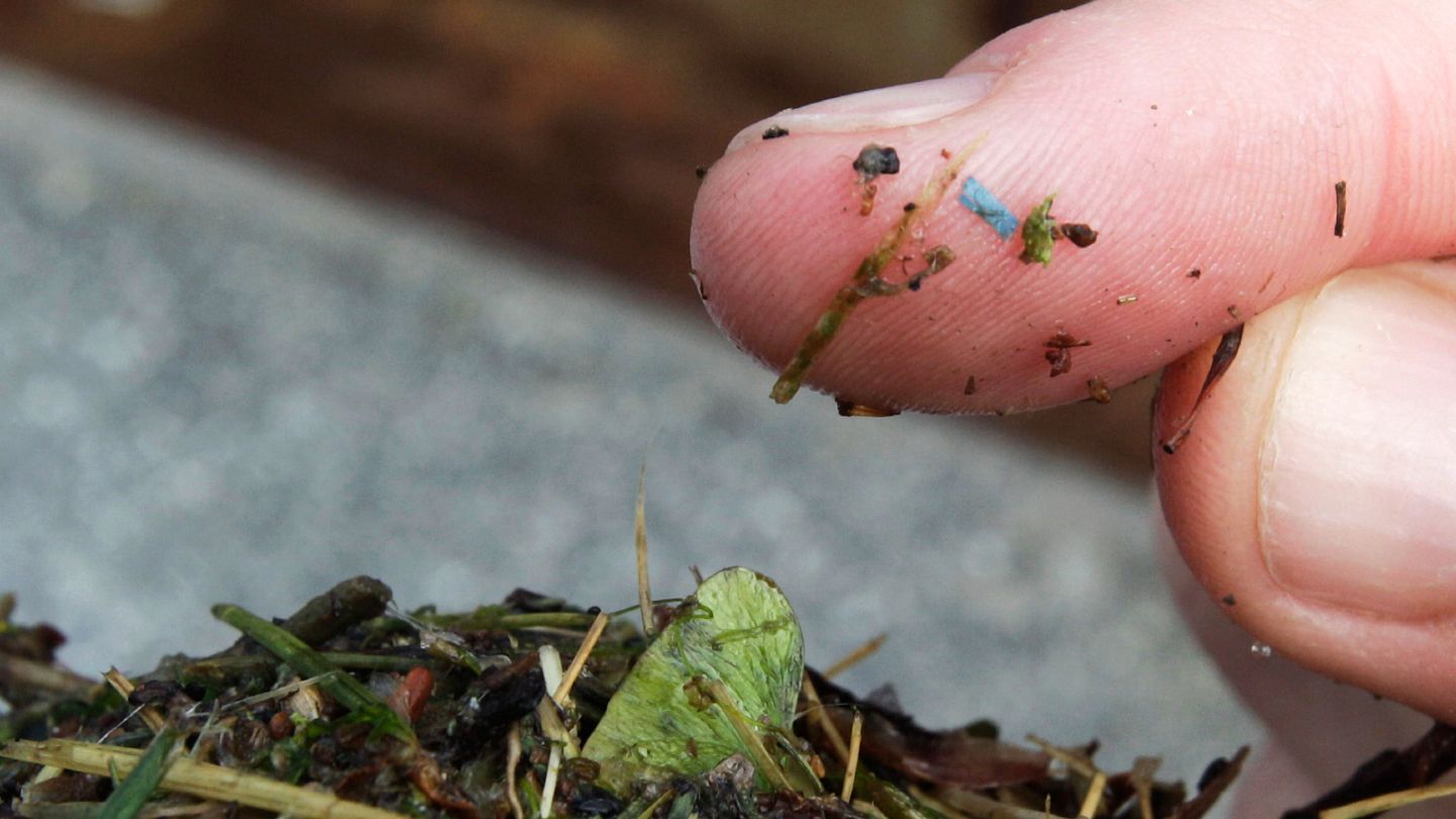 Microplastics ingested by humans can be found in every organ including the  brain, new study finds | Euronews