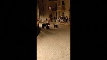Uma ursa e duas crias na aldeia de San Sebastiano Dei Marsi