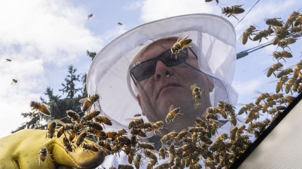 Apicultores dizem que não há risco de as abelhas se perderem