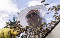 Apicultores dizem que não há risco de as abelhas se perderem