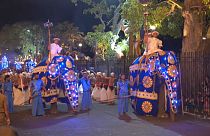 Elefanti durante il corteo religiosi in Sri Lanka