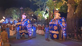 Elefanti durante il corteo religiosi in Sri Lanka