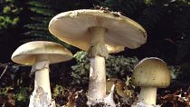 Les champignons Amanita, ou champignons de la mort, sont originaires de France et sont mortellement vénéneux.