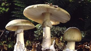Amanita, or death cap, mushrooms are native to France - and deadly poisonous