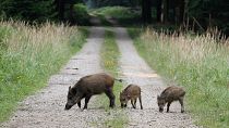 Wildschweine spazieren in einem Wald in Eglharting bei München, Süddeutschland.