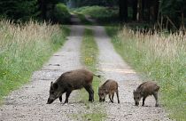 Wild boars stroll in a forest in Eglharting near Munich, southern Germany.