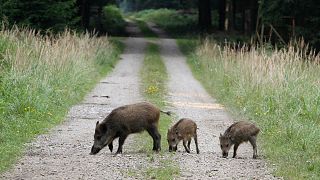 Jabalíes pasean por un bosque de Eglharting, cerca de Múnich, en el sur de Alemania.