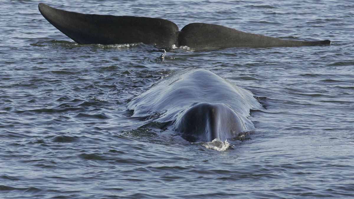 Die Nordatlantik-Insel Island zählt zu den wenigen Ländern der Erde, in denen Wale noch kommerziell gejagt werden.