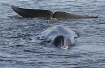 Die Nordatlantik-Insel Island zählt zu den wenigen Ländern der Erde, in denen Wale noch kommerziell gejagt werden.