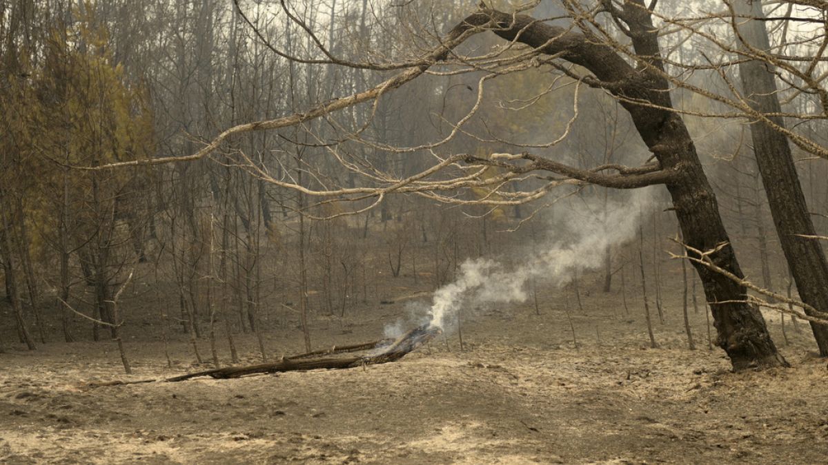 Καταστροφικό πέρασμα της πυρκαγιάς από τον οικισμό Γιαννούλη στον Έβρο