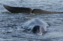 A fin whale is seen stranded, possibly stuck on its belly, in a shallow fjord on the western coast at Vejle, Denmark, June 2010.