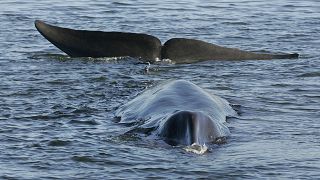 A fin whale is seen stranded, possibly stuck on its belly, in a shallow fjord on the western coast at Vejle, Denmark, June 2010.