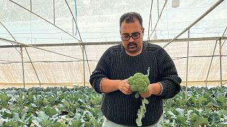 Mohamed Syam, Palestinian refugee in Jordan, teaches fellow refugees the techniques of hydroponics, enabling them to make a decent living.
