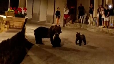 Убитая медведица была замечена в начале этой недели вместе со своими двумя детенышами.