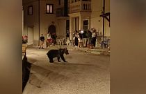 Amarena, a medve - képkocka a San Sebastiano Dei Marsiban augusztus utolsó hétvégéjén rögzített videóból