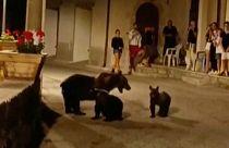 خرس و توله‌هایش در باغ وحش ایتالیا