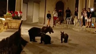 خرس و توله‌هایش در باغ وحش ایتالیا