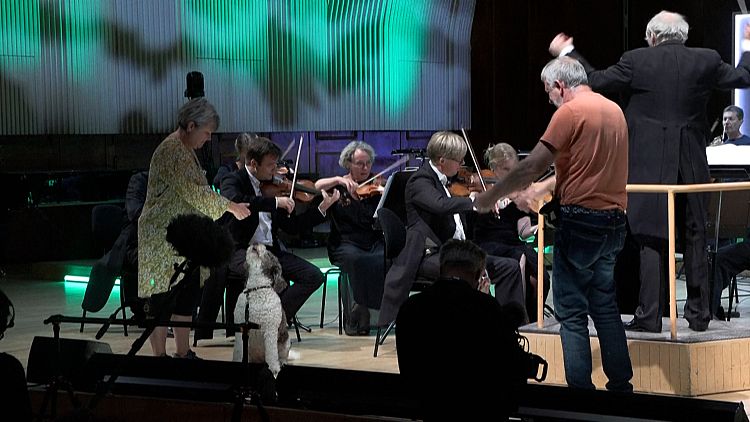 A classical music festival in Denmark, has opened with some canine additions