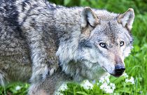 The return of the wolf in Europe is a "real danger" to livestock and human life, the European Commission has said.