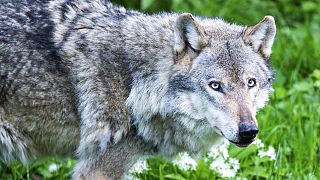 O regresso do lobo à Europa é um "perigo real" para o gado e para a vida humana, afirmou a Comissão Europeia.