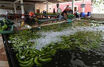عملية غسل الموز الذي تم حصاده مؤخراً في مزرعة في لوس ريوس، الإكوادور،  15 أغسطس 2023.