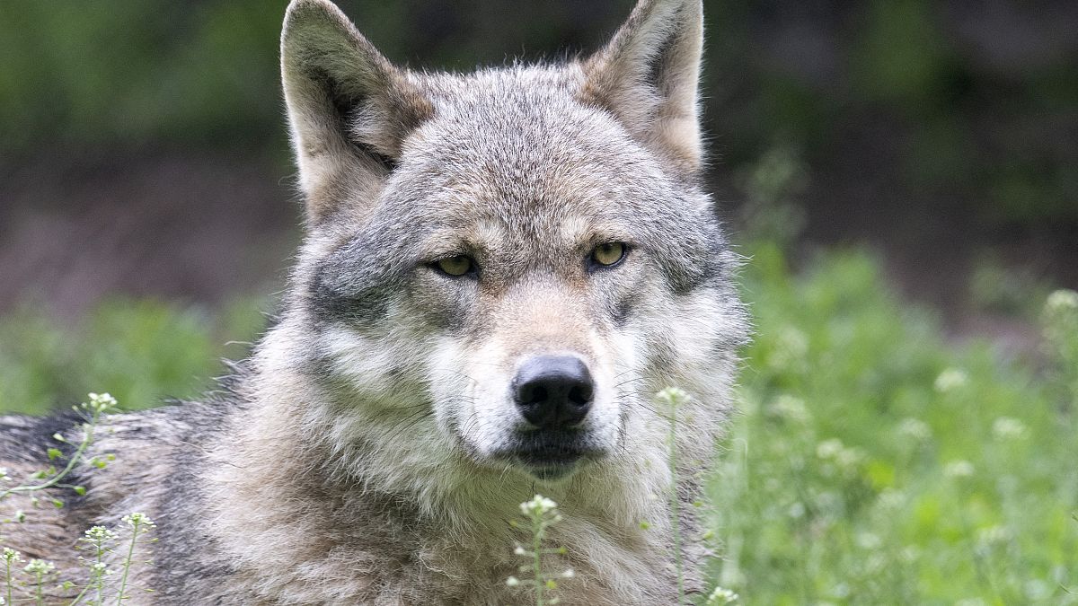 ذئب في حديقة للحياة البرية بالقرب من كليبرون، جنوب ألمانيا. 2023/05/10
