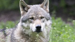 ذئب في حديقة للحياة البرية بالقرب من كليبرون، جنوب ألمانيا. 2023/05/10