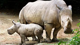 South Africa: the world's largest rhino farm saved by an NGO 