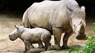 South Africa: the world's largest rhino farm saved by an NGO