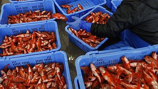 A worker sorts fish in preparation for an auction at a fish processing center in Fukushima, Japan