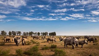 Plusieurs des 2000 rhinocéros blancs qui seront réintroduits dans la nature au cours des 10 prochaines années.