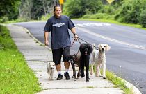 Cuidador de cães em passeio com vários animais
