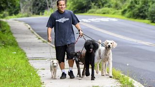 Cuidador de cães em passeio com vários animais