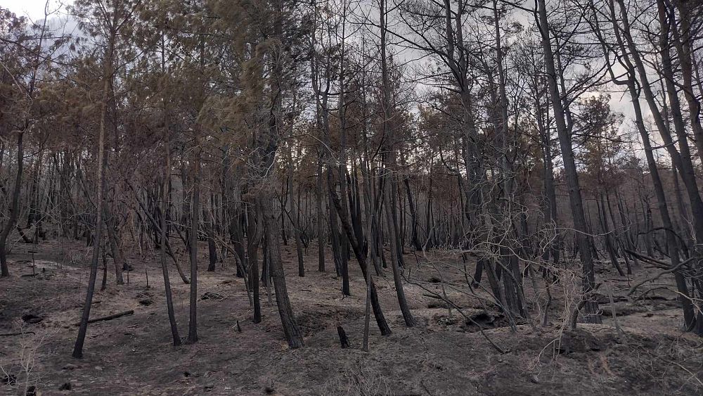 Διερευνούν τα αίτια της πιο καταστροφικής πυρκαγιάς στα ελληνικά δάση εδώ και δεκαετίες.