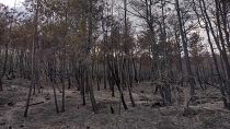 Forêt brûlée de Dadia, dans l'Evros, au centre de la Grèce / 6 septembre 2023.