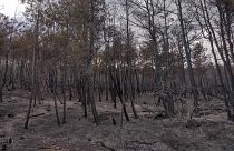 Leégett erdős terület Dadia falu környékén