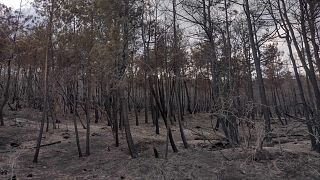 Forêt brûlée de Dadia, dans l'Evros, au centre de la Grèce / 6 septembre 2023.