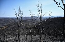 В Эвросе лесные пожары уничтожили более 80 тысяч гектаров охраняемого лесного массива.