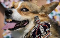 Maggi, eine Pembrokeshire-Corgi-Hundedame, während einer Parade in London anlässlich des ersten Todestages von Königin Elisabeth II.