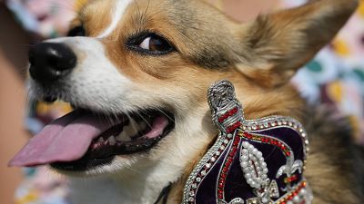 Maggi, eine Pembrokeshire-Corgi-Hundedame, während einer Parade in London anlässlich des ersten Todestages von Königin Elisabeth II.