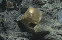  باحثون يعثرون على جسم غريب نصف دائري في قاع المحيط بالقرب من ألاسكا، 30 أغسطس 2023.