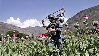 Taliban haşhaş çiftliklerine sık sık baskınlar düzenliyor