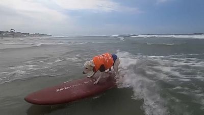 Cães surfistas na Califórnia