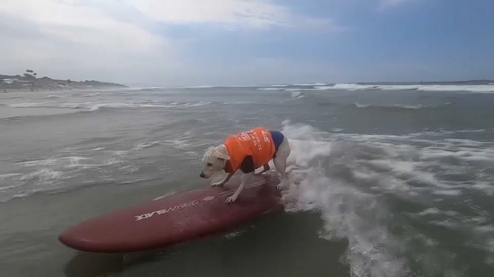 Video. Watch: Surfing dogs make a splash at Surf-a-thon