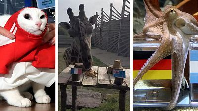 Move over Achilles (left) and Paul (right) - Obano the Giraffe is getting in on the prediction game