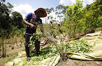 ARCHIVO - En esta foto del 3 de marzo de 2017, un campesino cosecha hojas de coca en Puerto Bello, en el sureño estado colombiano de Putumayo.